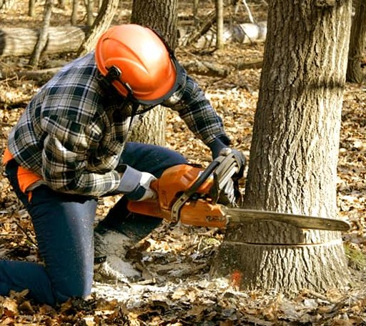 Tree Removal in Lindsay, TX